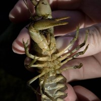 White-clawed Crayfish